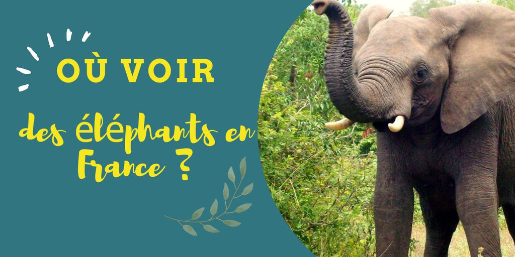 Où voir des éléphants en France ?