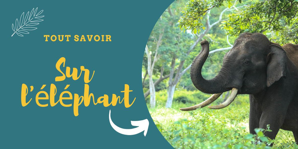Tout ce qu'il faut savoir sur l'éléphant