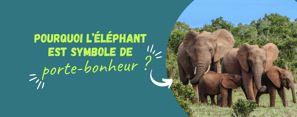 Pourquoi l’éléphant est symbole de porte-bonheur ?