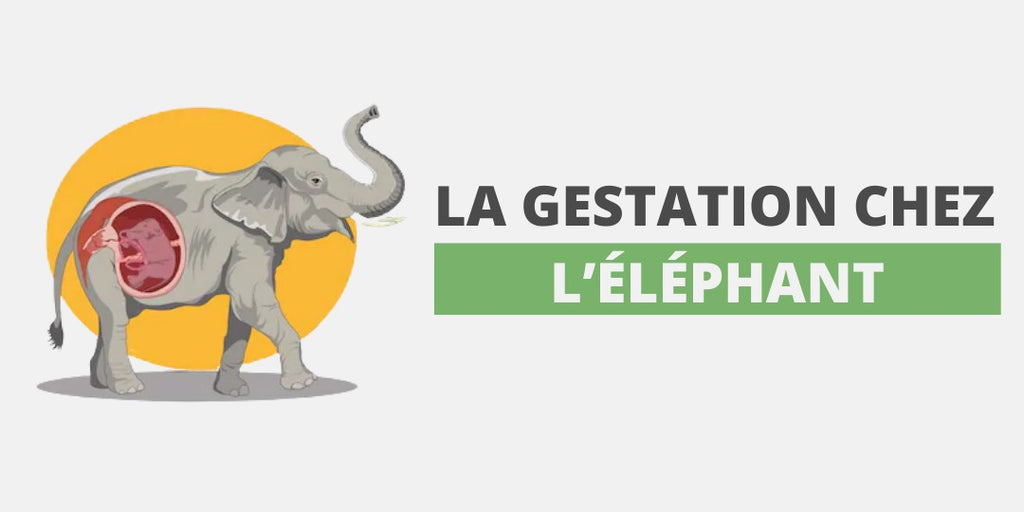 Tout ce que vous devez savoir sur la gestation chez l’éléphant