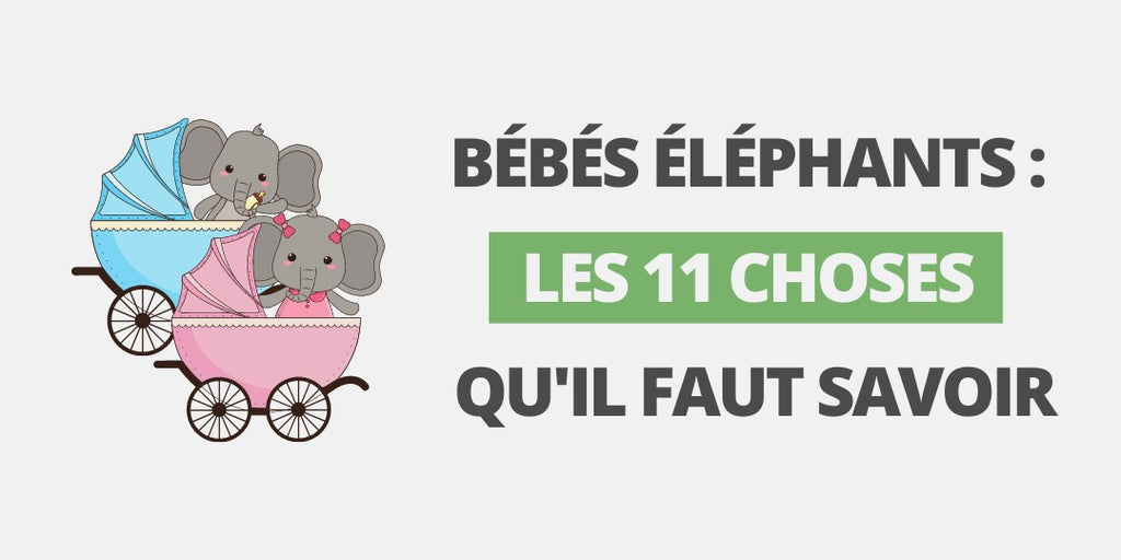 Bébés éléphants : les 11 choses qu'il faut savoir