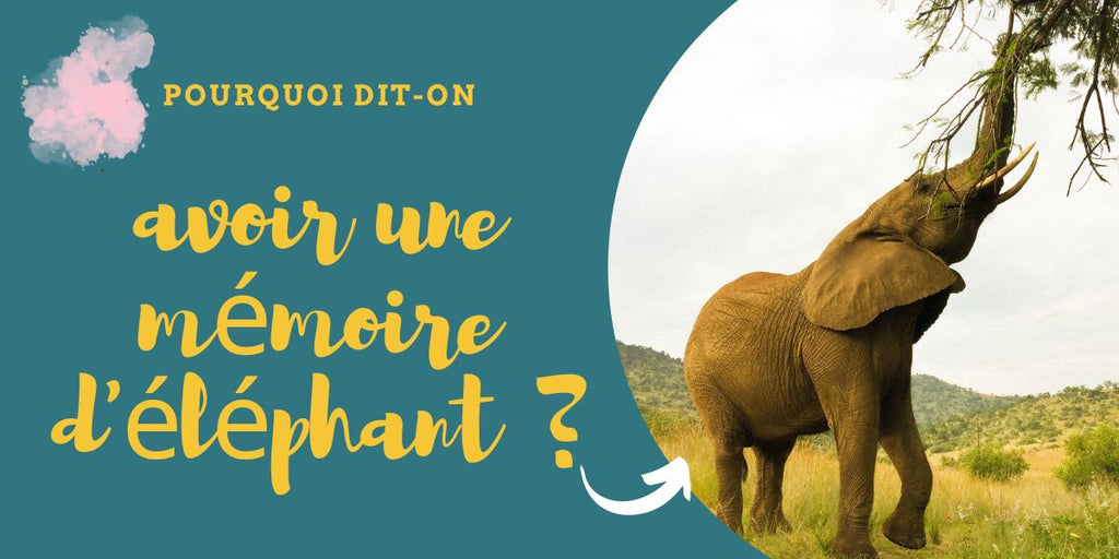 Pourquoi dit-on "avoir une mémoire d'éléphant" ?