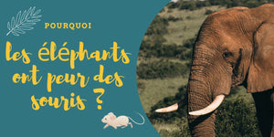 Pourquoi les éléphants ont peur des souris ?