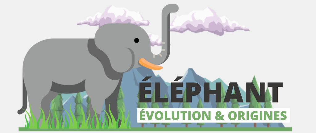 L'éléphant : Évolution & Origine