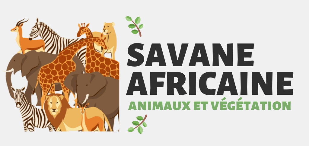 Savane Africaine : Animaux & Végétation